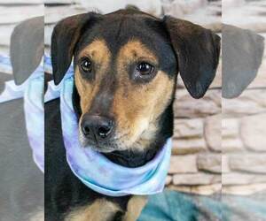 Mutt Dogs for adoption in Kennesaw, GA, USA