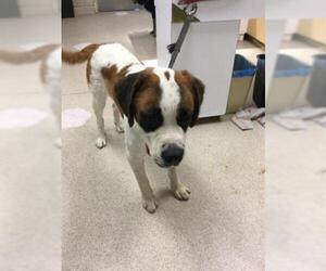 Saint Bernard Dogs for adoption in Riverside, CA, USA