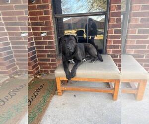 Mutt Dogs for adoption in Rowlett, TX, USA