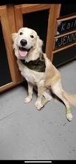 Golden Pyrenees Dogs for adoption in Euless, TX, USA