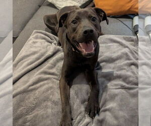 Labrador Retriever-Unknown Mix Dogs for adoption in Boston, MA, USA