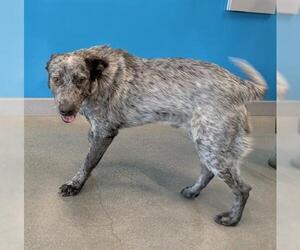 Mutt Dogs for adoption in San Martin, CA, USA