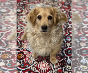 Dachshund-Unknown Mix Dogs for adoption in Phoenix, AZ, USA