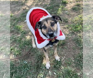 Beagle-Unknown Mix Dogs for adoption in Evansville, IN, USA