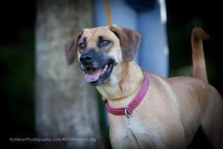 Rhodesian Ridgeback-Unknown Mix Dogs for adoption in Richmond, MO, USA