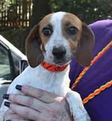 Jack-A-Bee Dogs for adoption in Chantilly, VA, USA