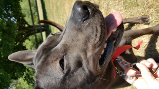 Akita-Labrador Retriever Mix Dogs for adoption in Custer, WA, USA