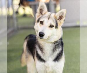 German Shepherd Dog Dogs for adoption in Camarillo, CA, USA