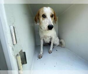Labrador Retriever-Unknown Mix Dogs for adoption in Houston, TX, USA