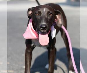 American Staffordshire Terrier-Unknown Mix Dogs for adoption in San Antonio, TX, USA