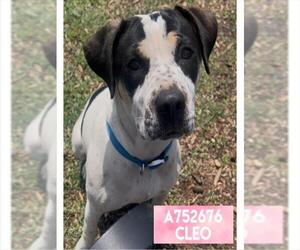 American Staffordshire Terrier-Unknown Mix Dogs for adoption in San Antonio, TX, USA