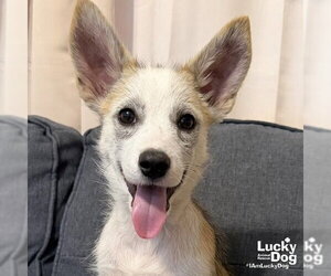 Siberian Husky-Unknown Mix Dogs for adoption in Washington, DC, USA