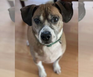 Beagle-Unknown Mix Dogs for adoption in Westwood, NJ, USA