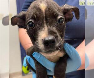 American Pit Bull Terrier-Unknown Mix Dogs for adoption in Bakersfield, CA, USA