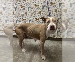 Mutt Dogs for adoption in Rosenberg, TX, USA