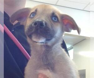 Siberian Husky-Unknown Mix Dogs for adoption in Sacramento, CA, USA