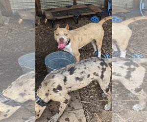 Miniature Pinscher-Unknown Mix Dogs for adoption in Rustburg, VA, USA