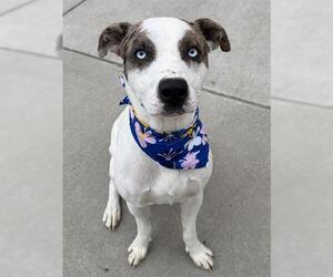 Mutt Dogs for adoption in Tulsa, OK, USA