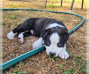 American Staffordshire Terrier-Australian Shepherd Mix Dogs for adoption in San Juan Capistrano, CA, USA