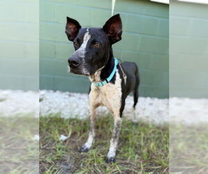 German Shorthaired Pointer Dogs for adoption in Naples, FL, USA
