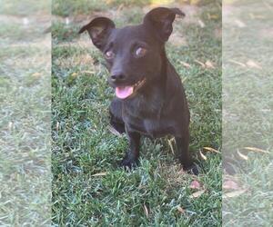 Schipperke Dogs for adoption in Menifee, CA, USA