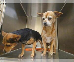 Cheagle Dogs for adoption in Orange, CA, USA