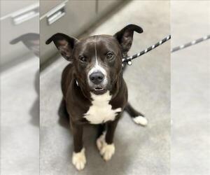 American Pit Bull Terrier-Labrador Retriever Mix Dogs for adoption in Forestville, MD, USA