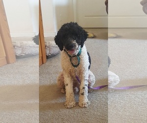 Poodle (Standard) Dogs for adoption in Yreka, CA, USA