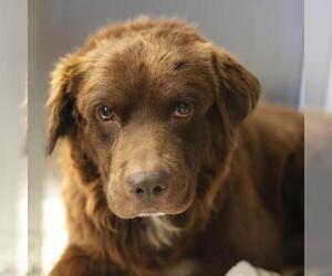 Golden Retriever-Unknown Mix Dogs for adoption in San Antonio, TX, USA