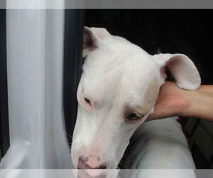 Labrador Retriever Dogs for adoption in Ocala, FL, USA