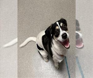 Chihuahua-Unknown Mix Dogs for adoption in Las Vegas, NV, USA