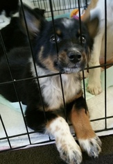 Border-Aussie Dogs for adoption in Pottstown, PA, USA
