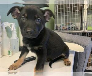 German Shepherd Dog-Unknown Mix Dogs for adoption in Grand Prairie, TX, USA