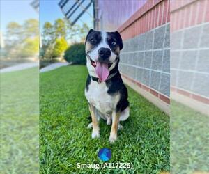 Huskies -Unknown Mix Dogs for adoption in Lacombe, LA, USA