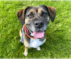 German Shepherd Dog Dogs for adoption in Martinez, CA, USA