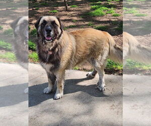 Leonberger-Unknown Mix Dogs for adoption in Bullard, TX, USA