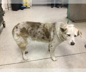 Scottish Collisky Dogs for adoption in Riverside, CA, USA