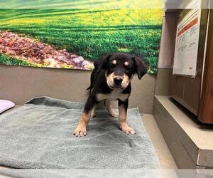 German Shepherd Dog-Unknown Mix Dogs for adoption in Moreno Valley, CA, USA