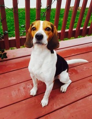 Beagle Dogs for adoption in Christiana, TN, USA
