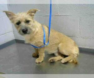 Norfolk Terrier Dogs for adoption in Atlanta, GA, USA