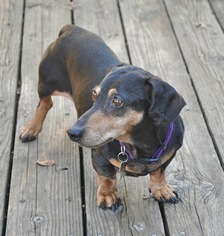 Dachshund Dogs for adoption in Dallas, TX, USA