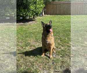 German Shepherd Dog Dogs for adoption in Plantation, FL, USA