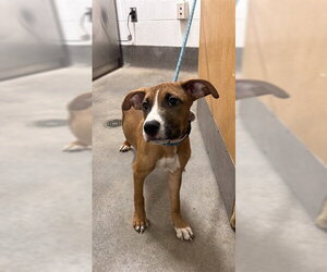 Mutt Dogs for adoption in Forestville, MD, USA