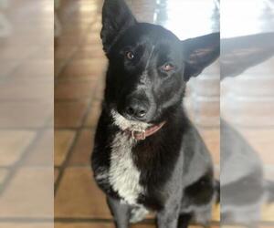 Shollie Dogs for adoption in La Mesa, CA, USA