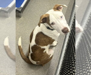 Mutt Dogs for adoption in Sterling, MA, USA