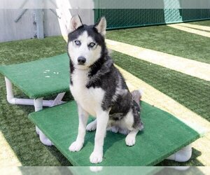 Siberian Husky Dogs for adoption in Pasadena, CA, USA