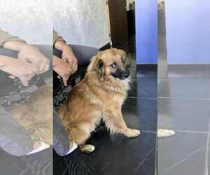 Collie-Unknown Mix Dogs for adoption in Escondido, CA, USA