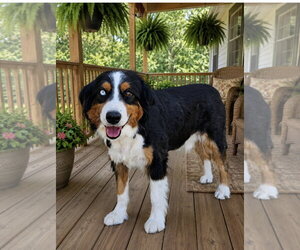 Australian Shepherd Dogs for adoption in Bon Carbo, CO, USA