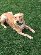 Golden Retriever Dogs for adoption in La Verne , CA, USA