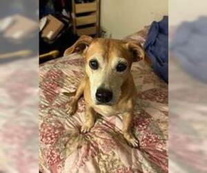 Dachshund-Unknown Mix Dogs for adoption in Chandler, AZ, USA